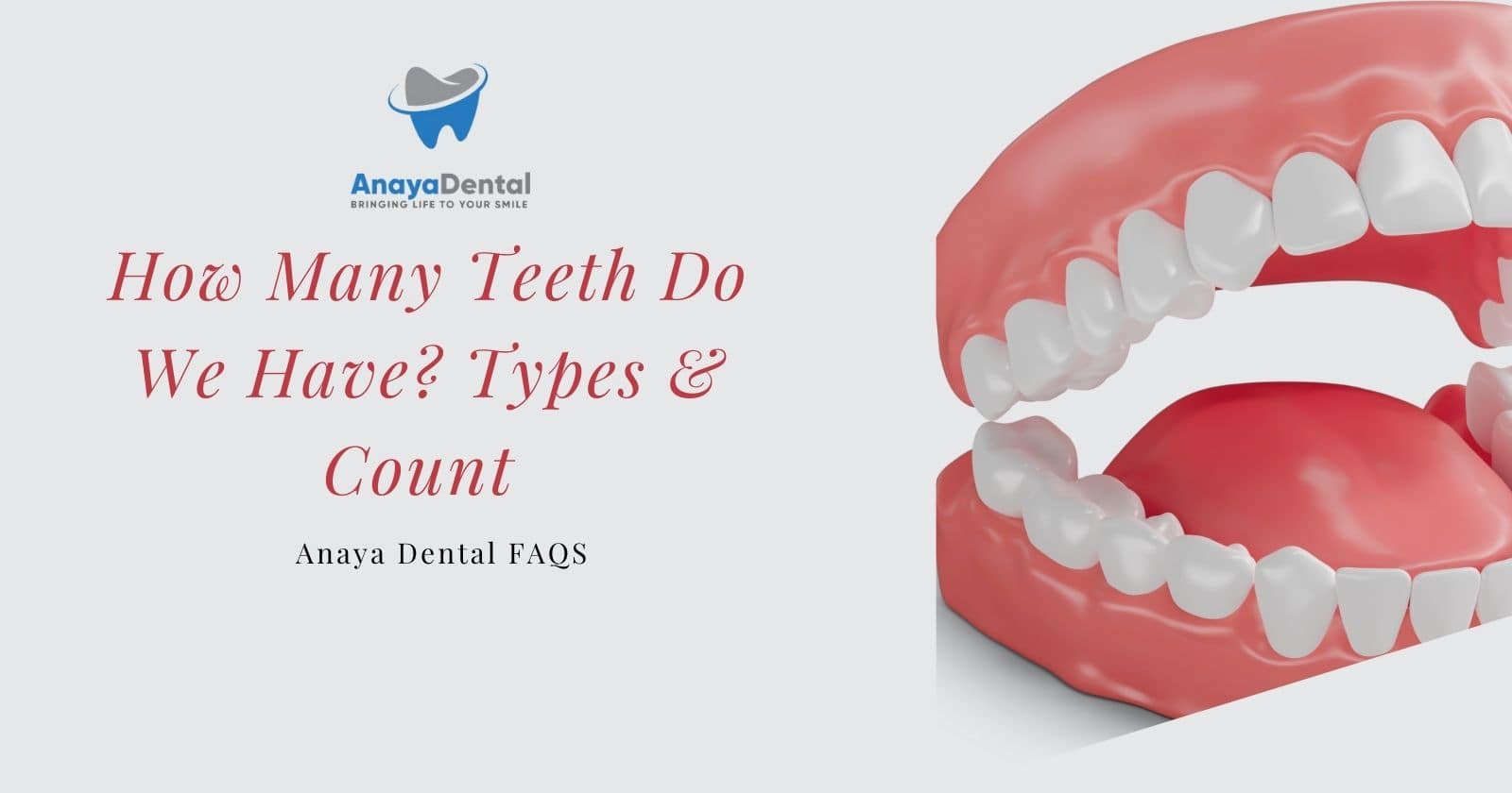 How Many Teeth Do We Have - Types & Count