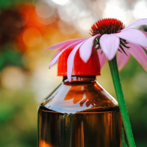 Echinacea