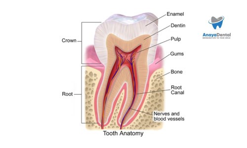 Structure of Tooth Dentin