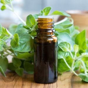 Oregano oil